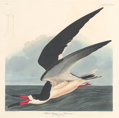Musta Skimmer, 1836. tekijältä Robert Havell
