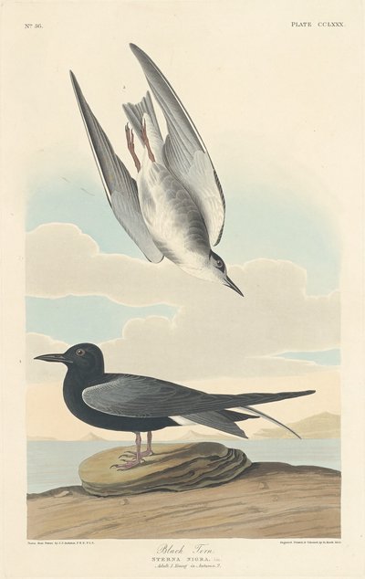 Mustatiira, 1835. tekijältä Robert Havell