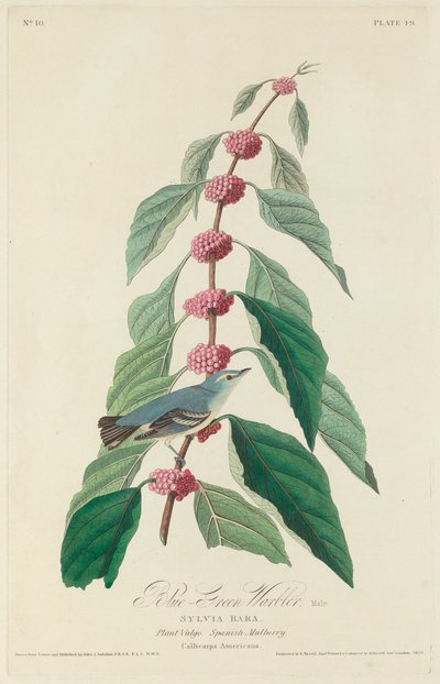Sinivihreä loukku, 1828. tekijältä Robert Havell