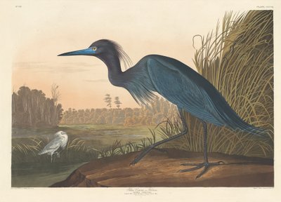Blue Crane or Heron, 1836. tekijältä Robert Havell