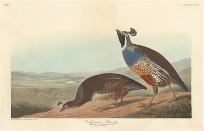 Kalifornian Partridge, 1838. tekijältä Robert Havell