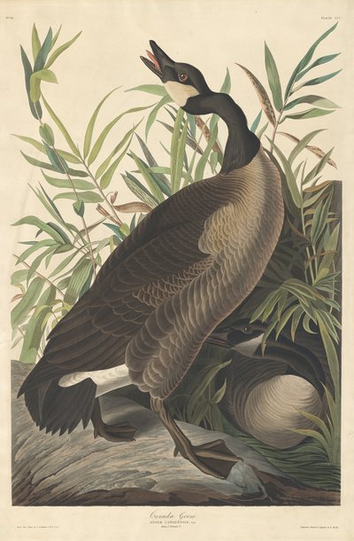 Kanadan hanhi, 1834. tekijältä Robert Havell