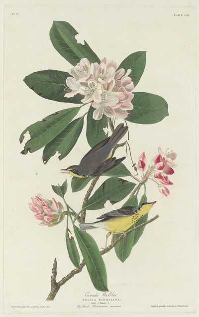 Kanadan paisti, 1831. tekijältä Robert Havell