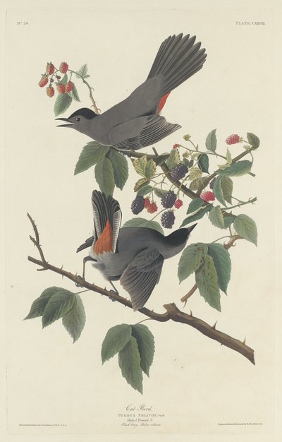 Kissalintu, 1832. tekijältä Robert Havell
