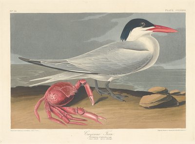 Cayenne Tern, 1835. tekijältä Robert Havell