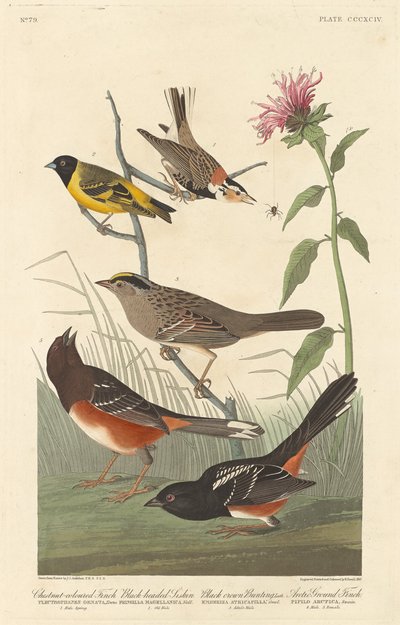 Kastanjanvärinen peippo, mustapäinen siskin, mustasirkku ja arktinen peippo, 1837. tekijältä Robert Havell