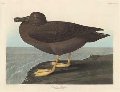 Dusky Albatross, 1838. tekijältä Robert Havell