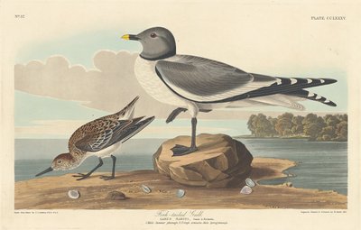 Haarukkapyrstölokki, 1835. tekijältä Robert Havell