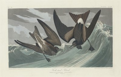 Haarukkapyrstö, 1835. tekijältä Robert Havell