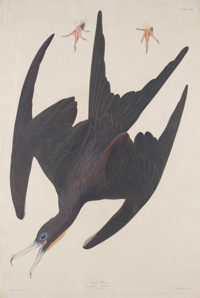Fregatti Pelikaani, 1835. tekijältä Robert Havell