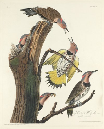 Kultasiipinen tikka, 1828. tekijältä Robert Havell