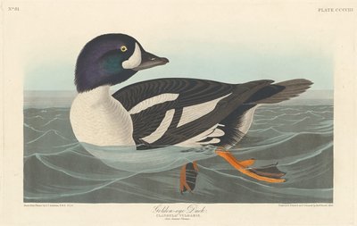 Kultasilmäinen ankka, 1838. tekijältä Robert Havell