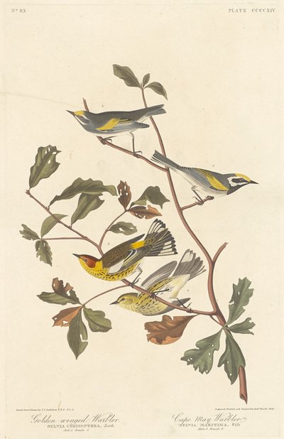 Kultasiivekäs ja Cape May Warbler, 1838. tekijältä Robert Havell