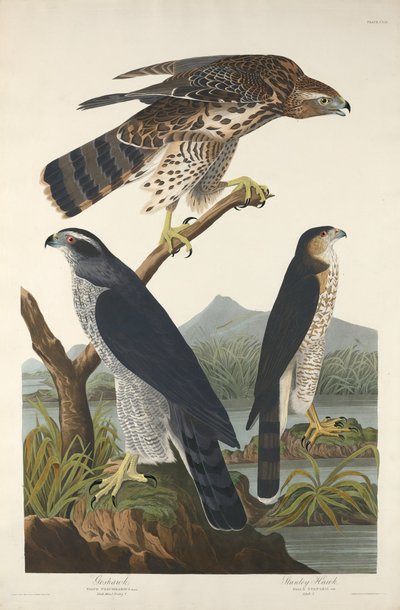 Goshawk ja Stanley Hawk, 1832. tekijältä Robert Havell