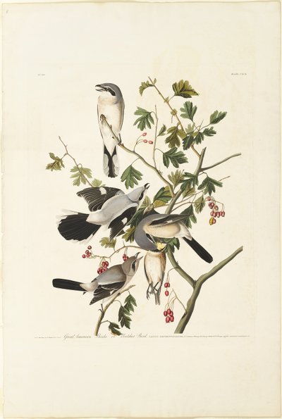 Great American Shrike tekijältä Robert Havell