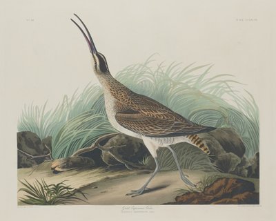 Suuret Curlew-eskimot, 1835. tekijältä Robert Havell