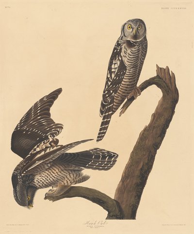 Haukkapöllö, 1837. tekijältä Robert Havell