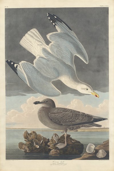Silakkalokki, 1836. tekijältä Robert Havell