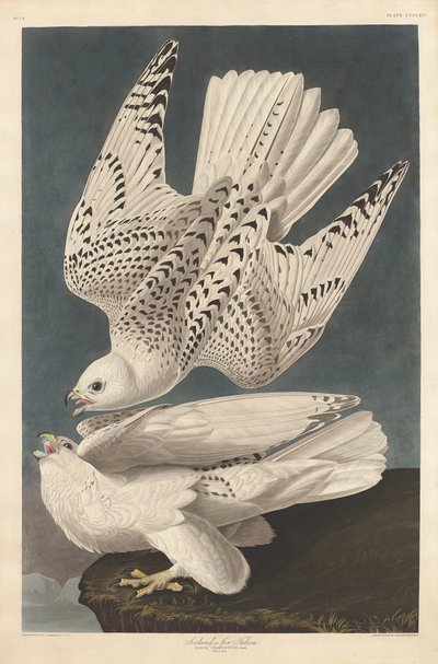 Islanti tai Jer Falcon, 1837. tekijältä Robert Havell