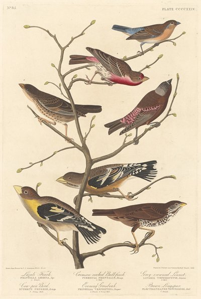 Lazuli Finch, 1838. tekijältä Robert Havell