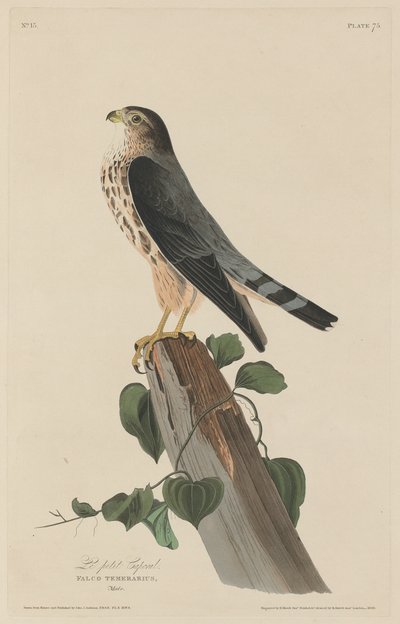 Pikku korpraali, 1829. tekijältä Robert Havell