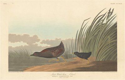 Vähiten vesikana, 1836. tekijältä Robert Havell