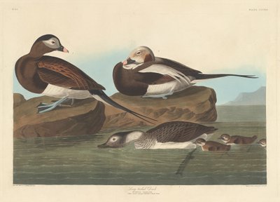 Pitkähäntäinen ankka, 1836. tekijältä Robert Havell