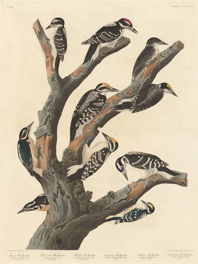 Marian tikka, 1838. tekijältä Robert Havell