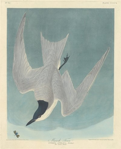 Suotiira, 1838. tekijältä Robert Havell