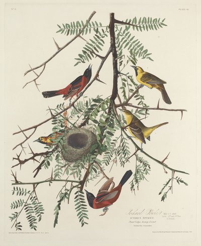 Orchard Oriole, 1828. tekijältä Robert Havell