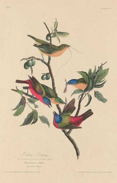 Maalattu bunting, 1829. tekijältä Robert Havell