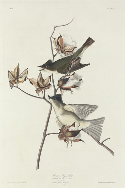 Pewit Flycatcher, 1831. tekijältä Robert Havell