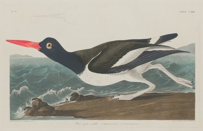 Pied osterisieppaaja, 1834. tekijältä Robert Havell