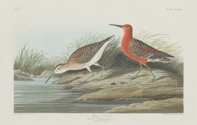 Pigmy Curlew, 1835. tekijältä Robert Havell