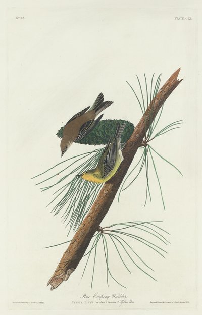 Pine Creeping Warbler, 1832. tekijältä Robert Havell
