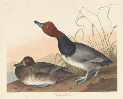 Punatukkainen ankka, 1836. tekijältä Robert Havell