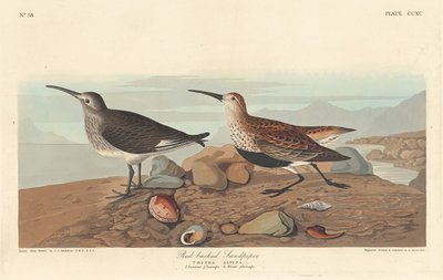 Punaselkäinen sandpiper, 1836. tekijältä Robert Havell
