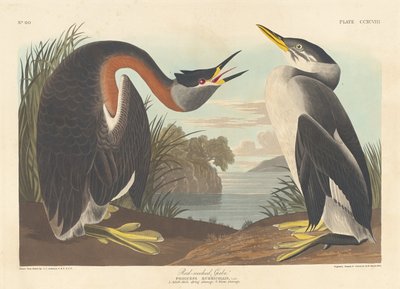 Punakaulavihku, 1836. tekijältä Robert Havell