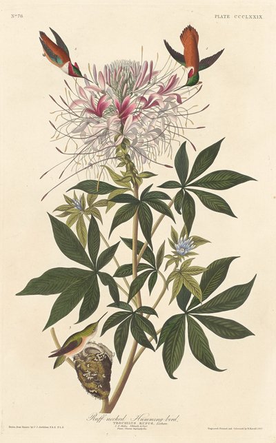 Ruffkaulinen kolibri, 1837. tekijältä Robert Havell