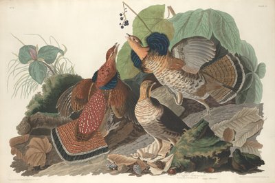 Ruffed Grouse, 1828. tekijältä Robert Havell