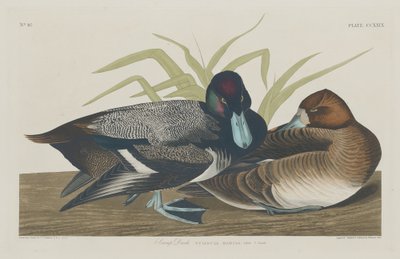 Scaup Duck, 1834. tekijältä Robert Havell