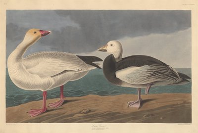 Oca de les neus, 1837. finlandès tekijältä Robert Havell