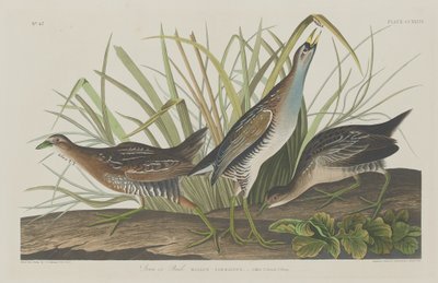 Sora tai Rail, 1834. tekijältä Robert Havell