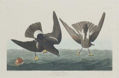 Stormy Petrel, 1835. tekijältä Robert Havell