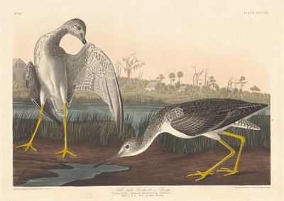 Ilmaiseva Godwit, 1836. tekijältä Robert Havell