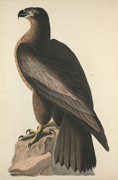 Washingtonin lintu eli suuri amerikkalainen merikotka, 1827. tekijältä Robert Havell