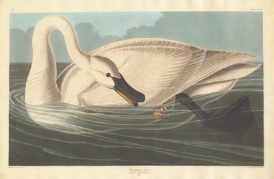Trumpetisti Joutsen, 1838. tekijältä Robert Havell