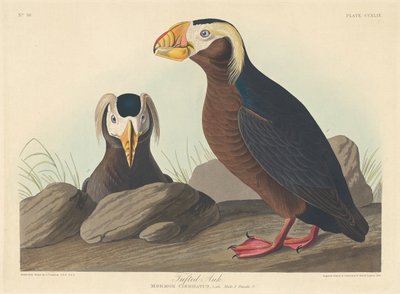 Tuftattu tammi, 1835. tekijältä Robert Havell
