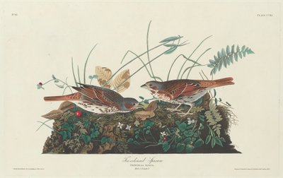 Kaksivärinen varpunen, 1831. tekijältä Robert Havell