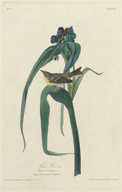 Vigors Vireo, 1828. tekijältä Robert Havell